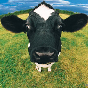 Meet your Posher, Bea